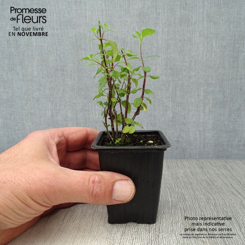 Spécimen de Sauge arbustive - Salvia microphylla Hot Lips Godet de 7/8 cm tel que livré en automne