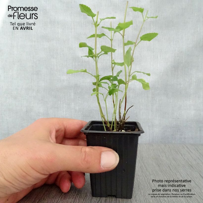 Spécimen de Sauge arbustive - Salvia microphylla Hot Lips Godet de 7/8 cm tel que livré au printemps