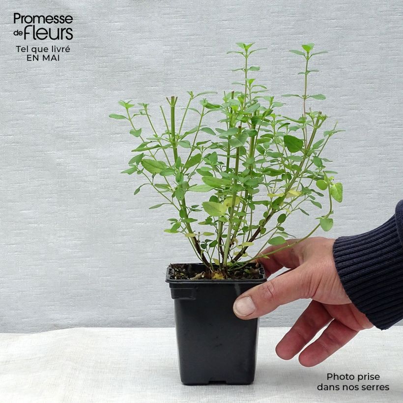 Example of Sauge arbustive - Salvia microphylla grahamii Godet de 7/8 cm as you get in printemps