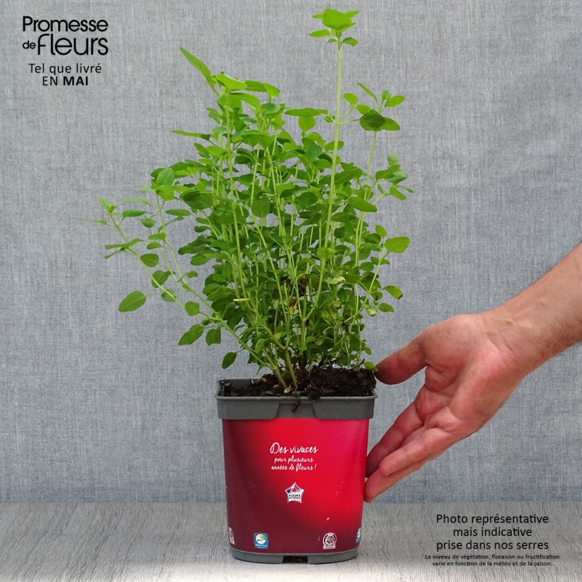 Example of Sauge arbustive - Salvia microphylla grahamii Pot de 2L/3L as you get in printemps