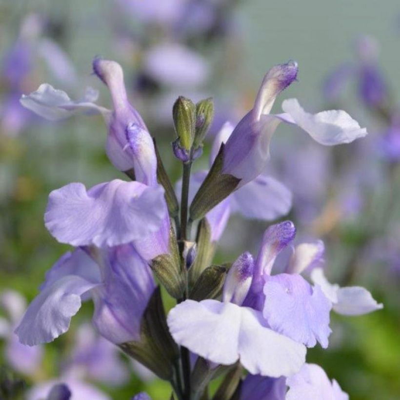 Sauge arbustive So Cool Pale Blue - Salvia microphylla (Flowering)