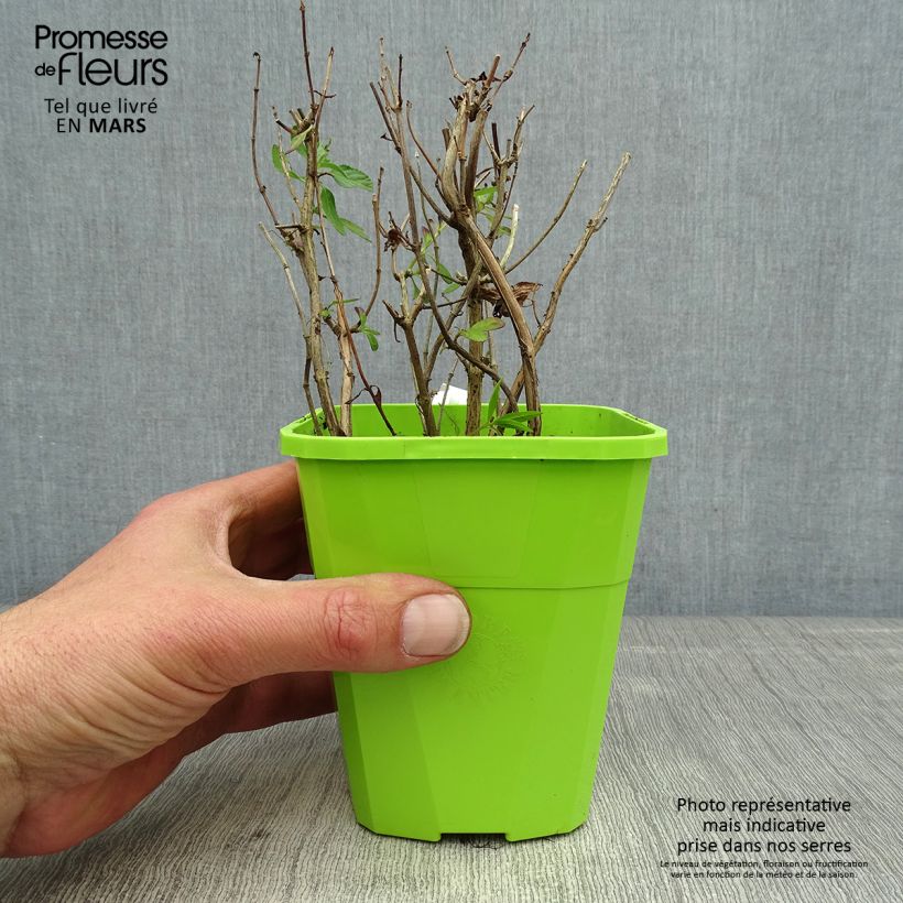 Example of Sauge arbustive So Cool Pale Blue - Salvia microphylla Pot de 1L/1,5L as you get in printemps