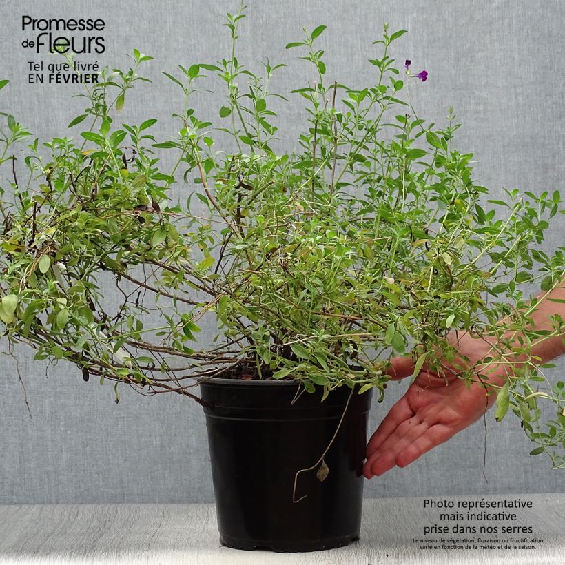 Spécimen de Sauge arbustive Violette de Loire - Salvia jamensis Pot de 4L/5L tel que livré en automne