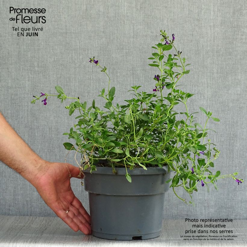 Spécimen de Sauge arbustive Violette de Loire - Salvia jamensis Pot de 4L/5L tel que livré en été