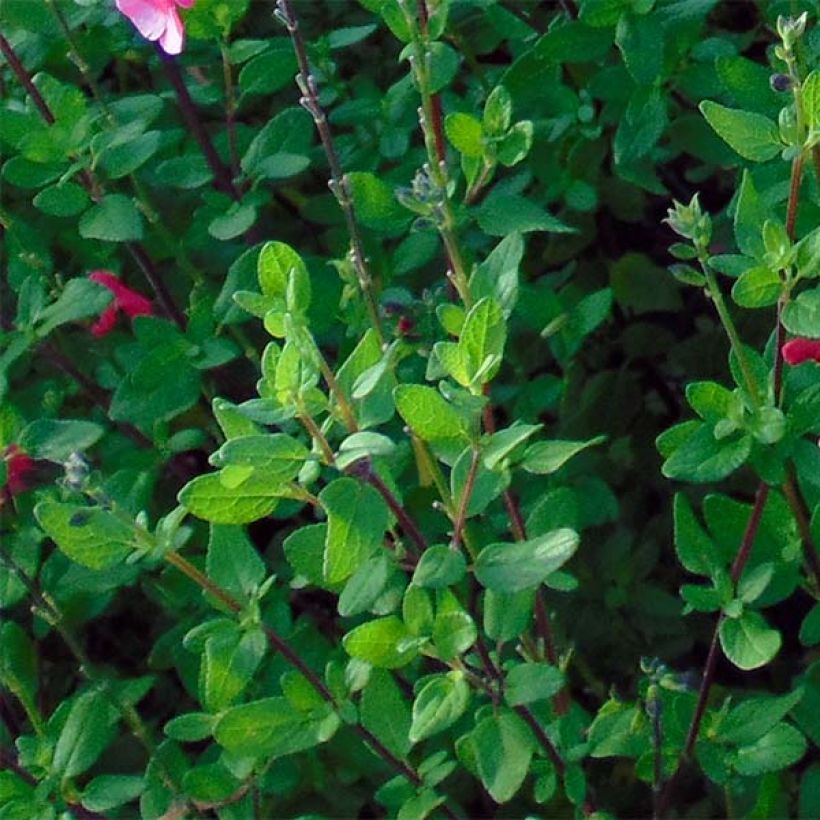 Sauge arbustive - Salvia microphylla grahamii (Foliage)
