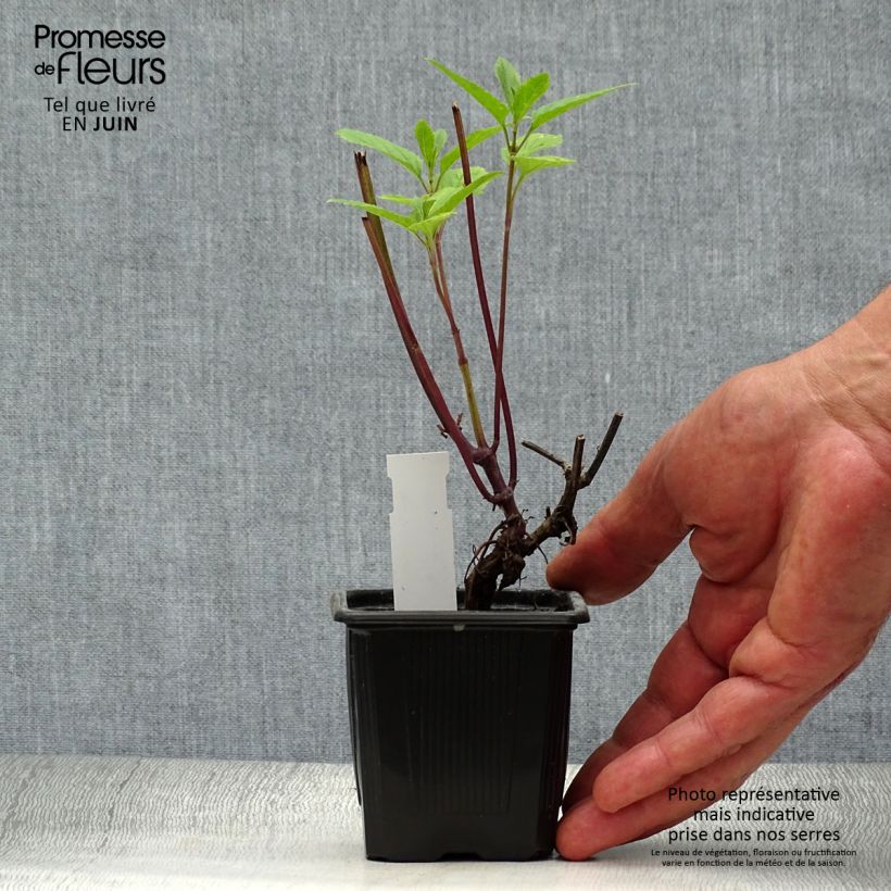 Spécimen de Sauge des marais - Salvia uliginosa Godet de 7/8 cm tel que livré en été