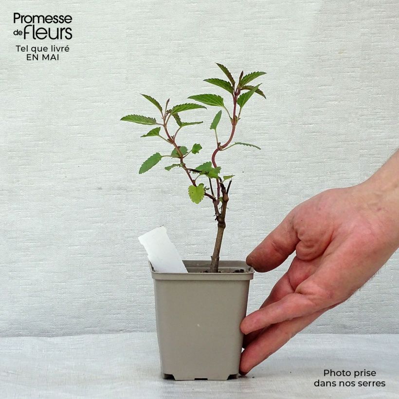 Example of Sauge des marais - Salvia uliginosa Godet de 7/8 cm as you get in printemps