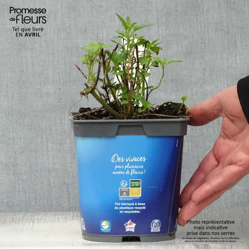Example of Sauge des marais - Salvia uliginosa Pot de 2L/3L as you get in printemps