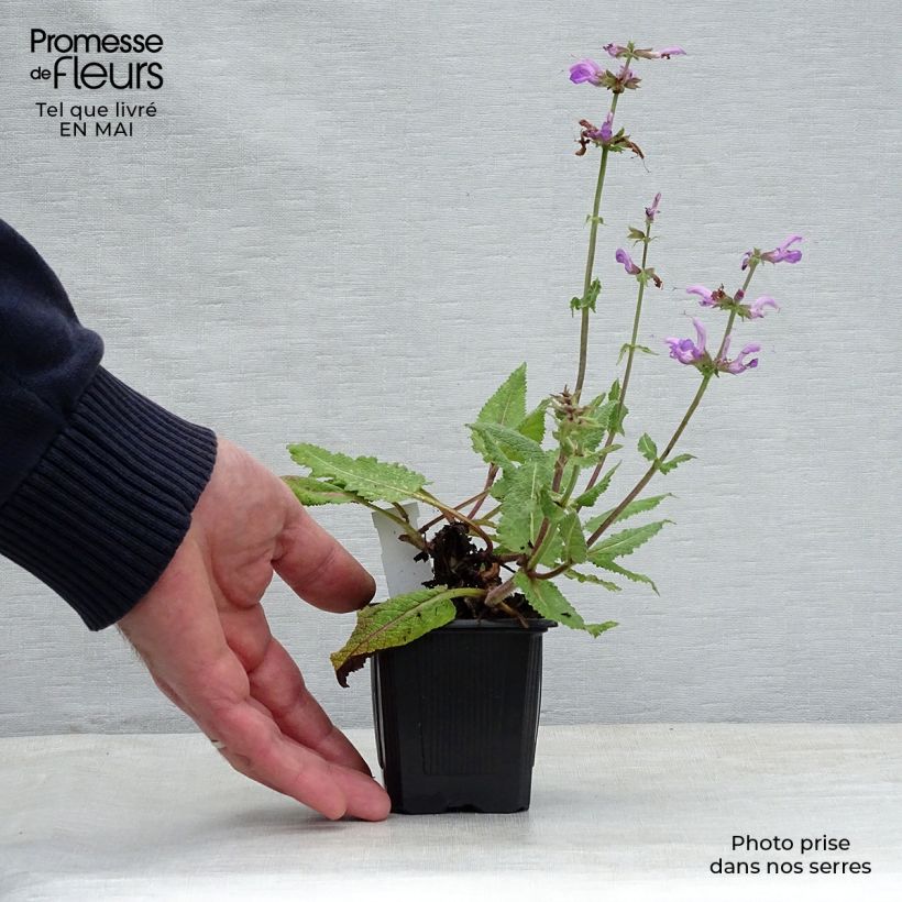 Spécimen de Sauge des prés - Salvia pratensis Pink Delight® Godet de 8/9 cm tel que livré au printemps