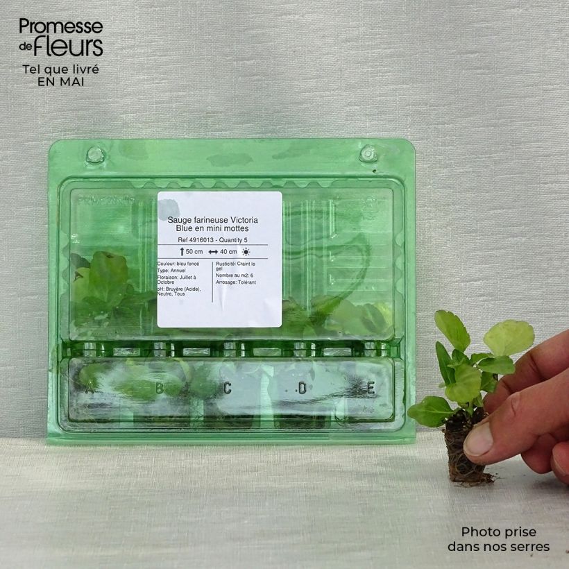 Spécimen de Sauge farineuse Victoria Blue - Salvia farinacea Mini-motte Ø 3/4 cm tel que livré au printemps