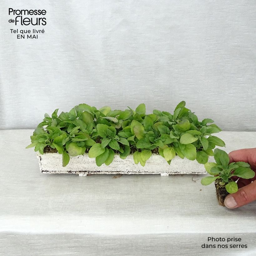 Spécimen de Sauge farineuse Victoria Blue - Salvia farinacea Jardimotte : motte 3,8 cm x 3,2 cm en plaque de culture par 16, Plant vert de 5 à 10 cm de haut tel que livré au printemps