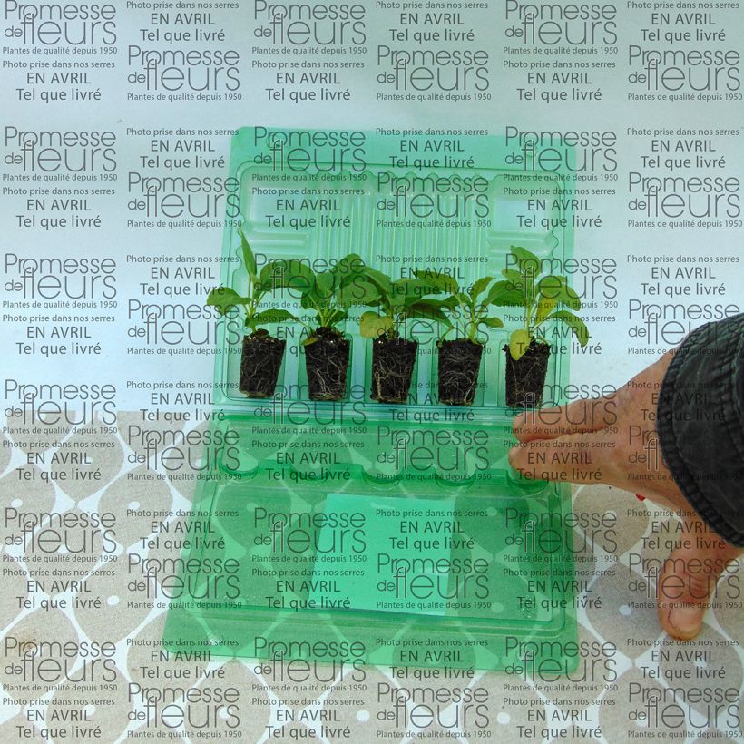 Exemple de spécimen de Sauge farineuse Victoria blanche (Cirrus) Mini-motte Ø 3/4 cm, Livré en plant vert de 5 à 10 cm tel que livré