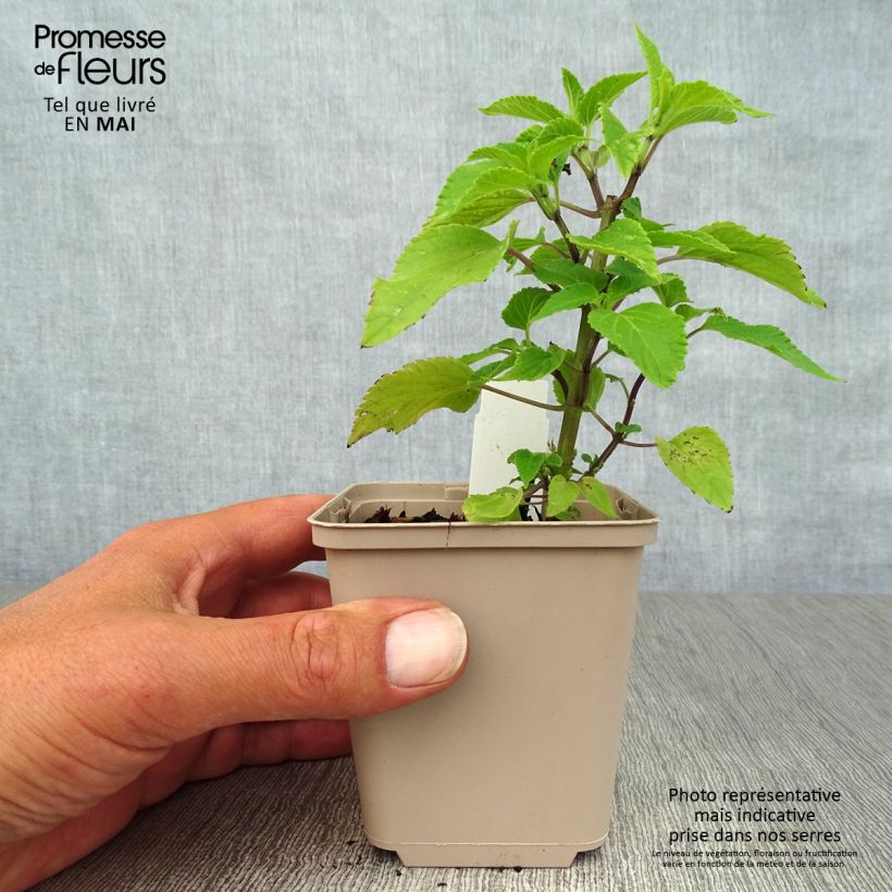 Spécimen de Sauge hybride Amistad violet - Salvia (x) guaranitica Godet de 8/9 cm tel que livré au printemps