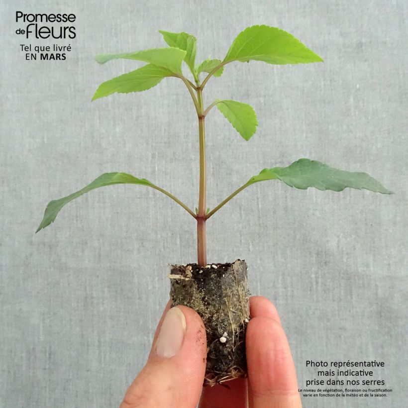 Spécimen de Sauge hybride Ember's Wish Mini-motte Ø 3/4 cm, Plant vert de 5 à 10 cm de hauteur tel que livré au printemps