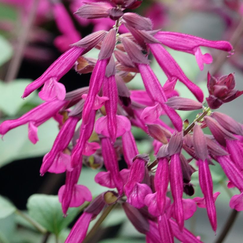 Sauge hybride Love and Wishes  (Floraison)