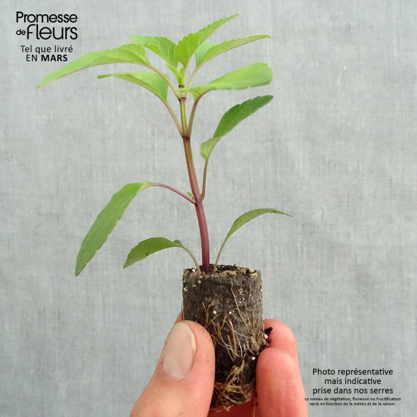 Spécimen de Sauge hybride Love and Wishes  Mini-motte Ø 3/4 cm, Livré en plant vert de 5 à 10 cm de hauteur tel que livré au printemps