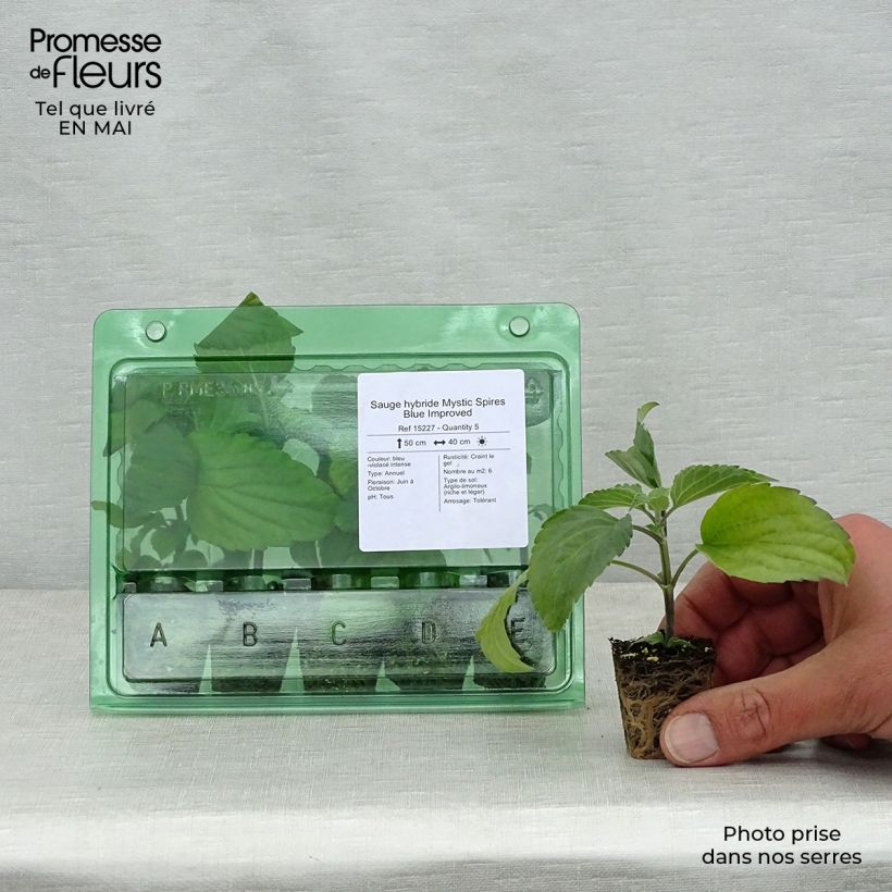 Spécimen de Sauge hybride Mystic Spires Blue Improved Mini-motte Ø 3/4 cm tel que livré au printemps