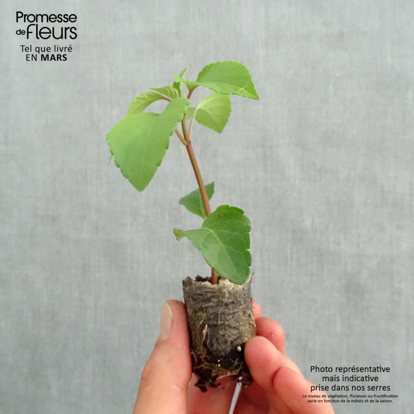 Spécimen de Sauge hybride Wendy's Wish Mini-motte Ø 3/4 cm, Livré en plant vert de 5 à 10 cm de hauteur tel que livré au printemps