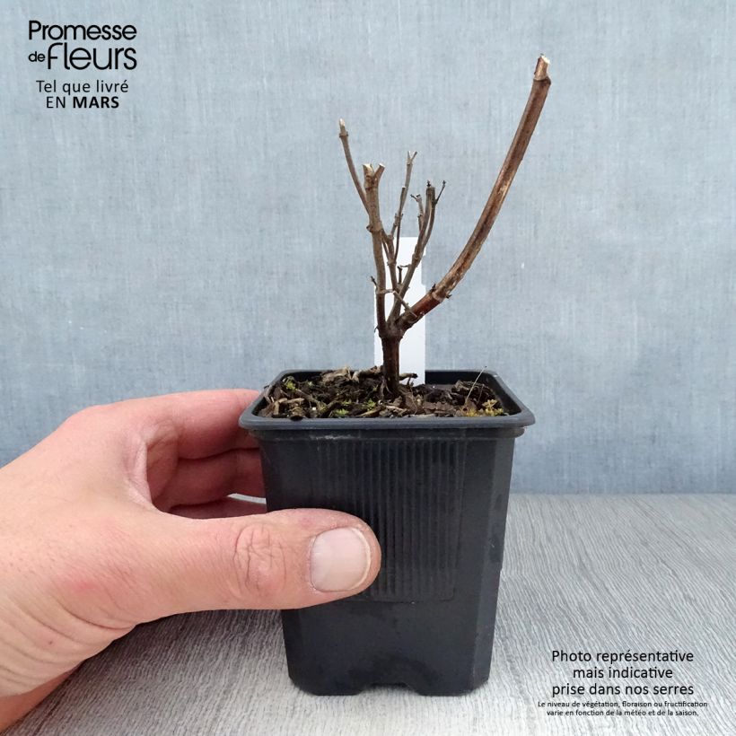 Spécimen de Sauge hybride Wendy's Wish Godet de 8/9 cm tel que livré au printemps