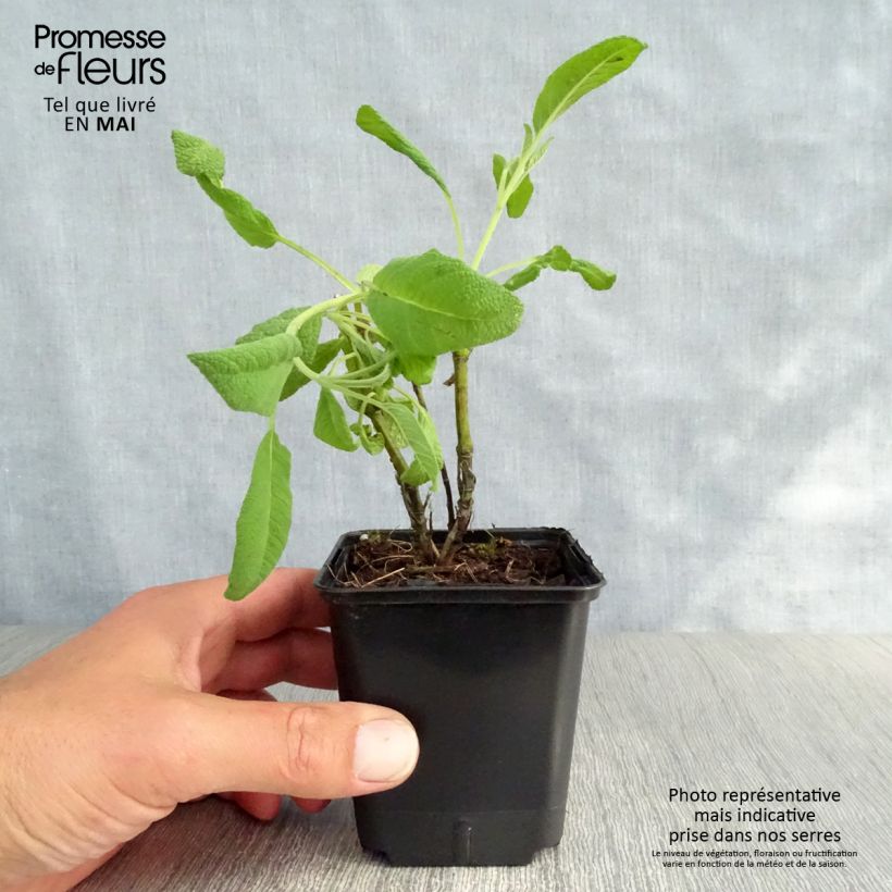 Spécimen de Sauge officinale Albiflora - Salvia officinalis Godet de 8/9 cm tel que livré au printemps