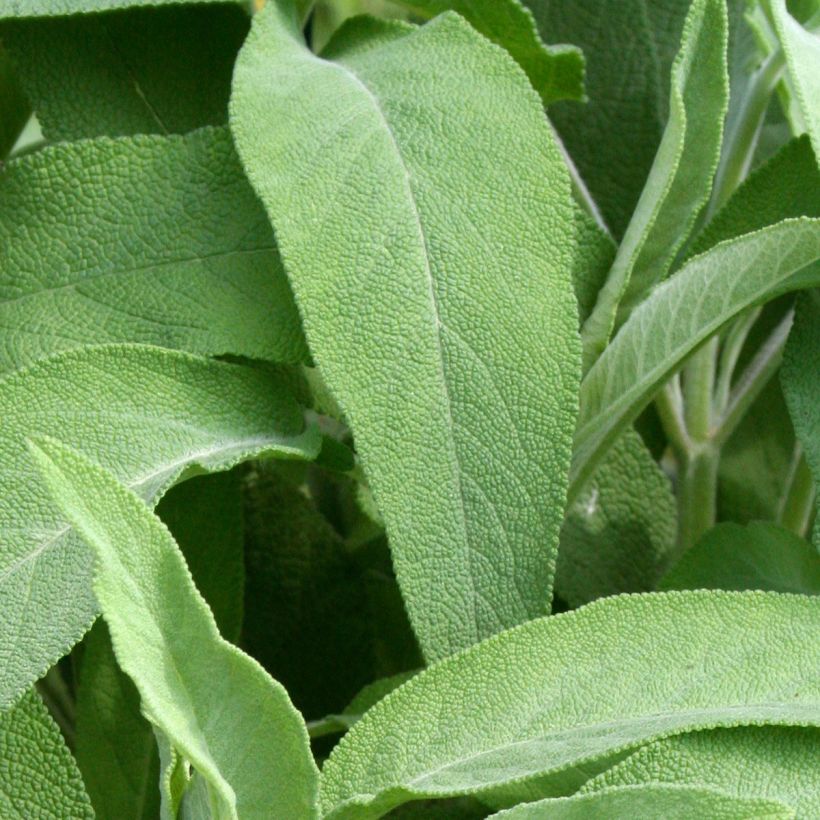 Sauge officinale Elephant Ear - Salvia officinalis (Feuillage)