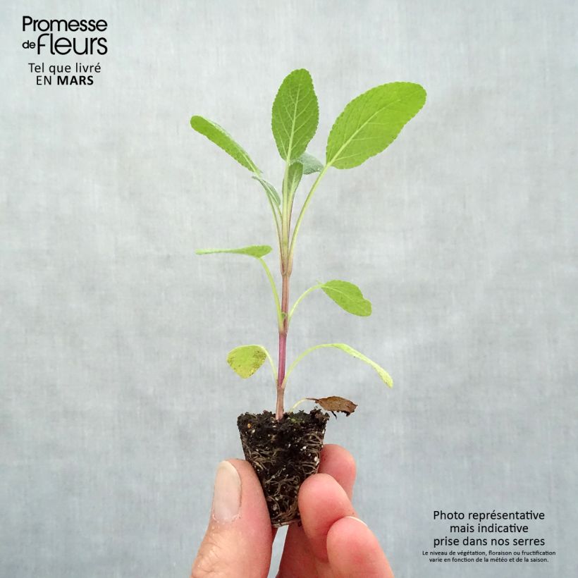 Spécimen de Sauge officinale Grower's Friend en plants Mini-motte Ø 3/4 cm, Livré en hauteur de 5 à 10 cm tel que livré au printemps
