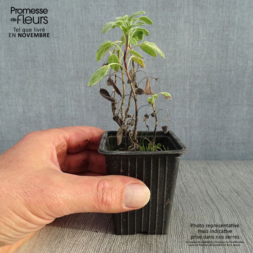 Spécimen de Salvia officinalis Aurea - Sauge officinale Aurea Godet de 7/8 cm tel que livré en automne