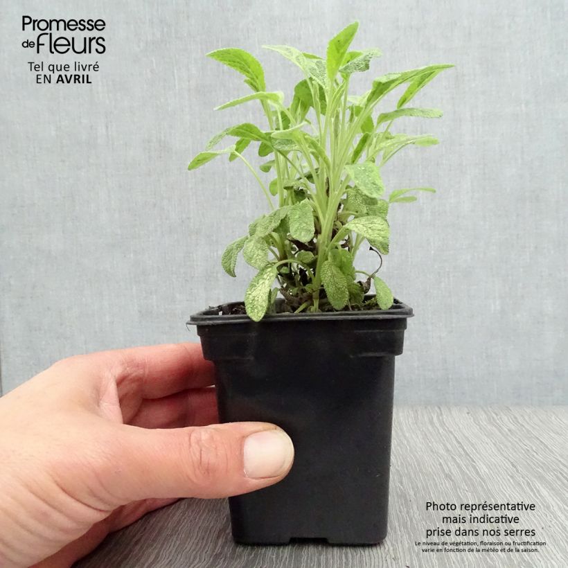 Example of Salvia officinalis Aurea - Sauge officinale Aurea Godet de 7/8 cm as you get in printemps