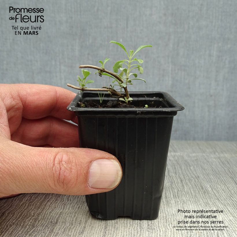 Spécimen de Sauge sacrée blanche - Salvia apiana Godet de 7/8 cm tel que livré au printemps