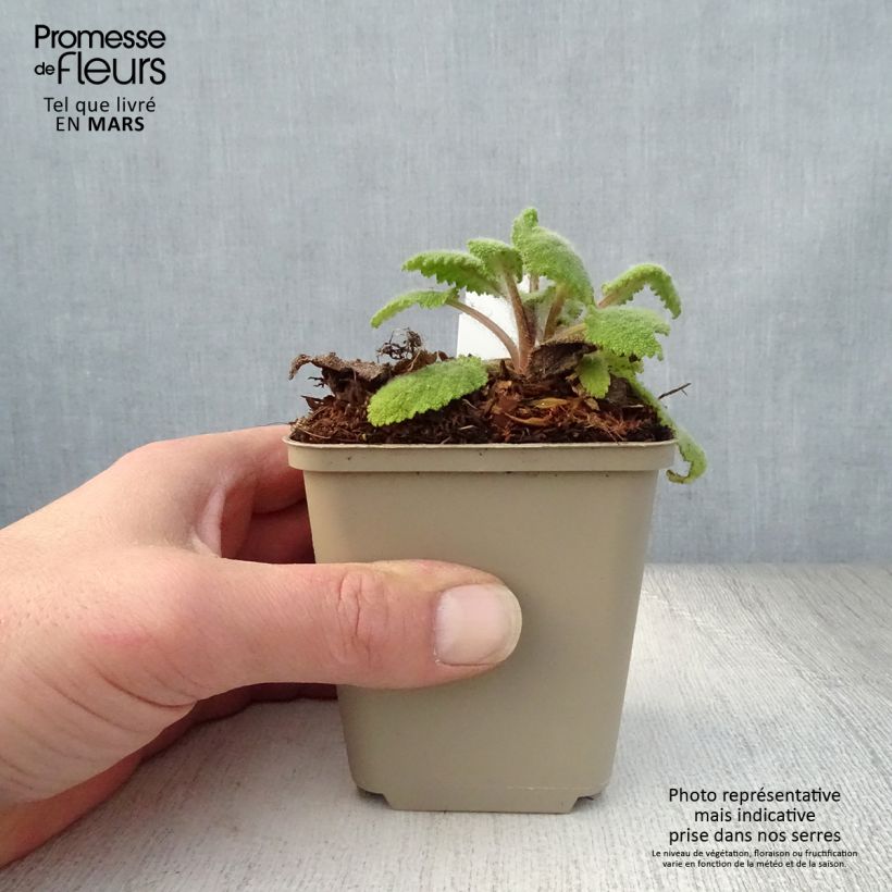 Example of Sauge sclarée - Salvia sclarea Vatican White Godet de 8/9 cm as you get in printemps