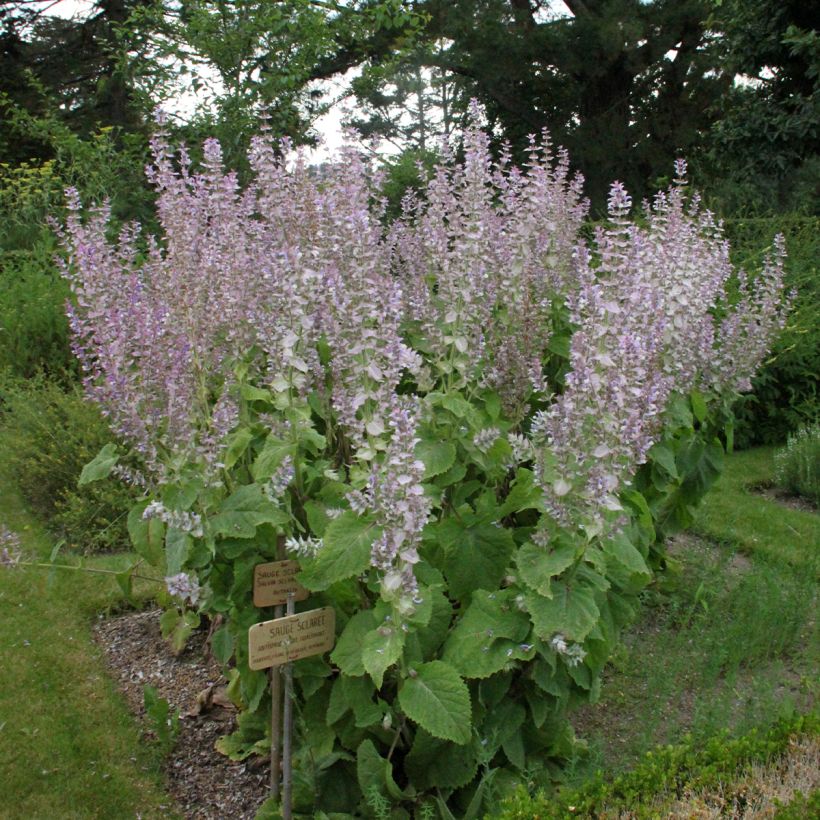 Sauge sclarée - Salvia sclarea (Port)