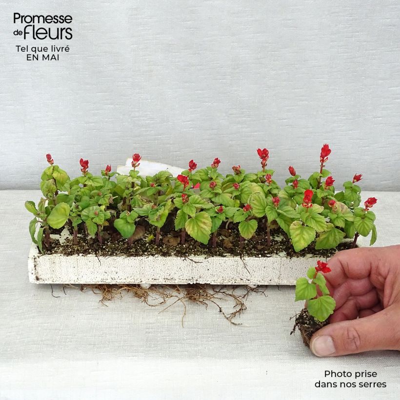 Spécimen de Sauge splendens Carambita Minimotte : motte 2,2 cm x 2 cm en plaque de culture par 35 tel que livré au printemps