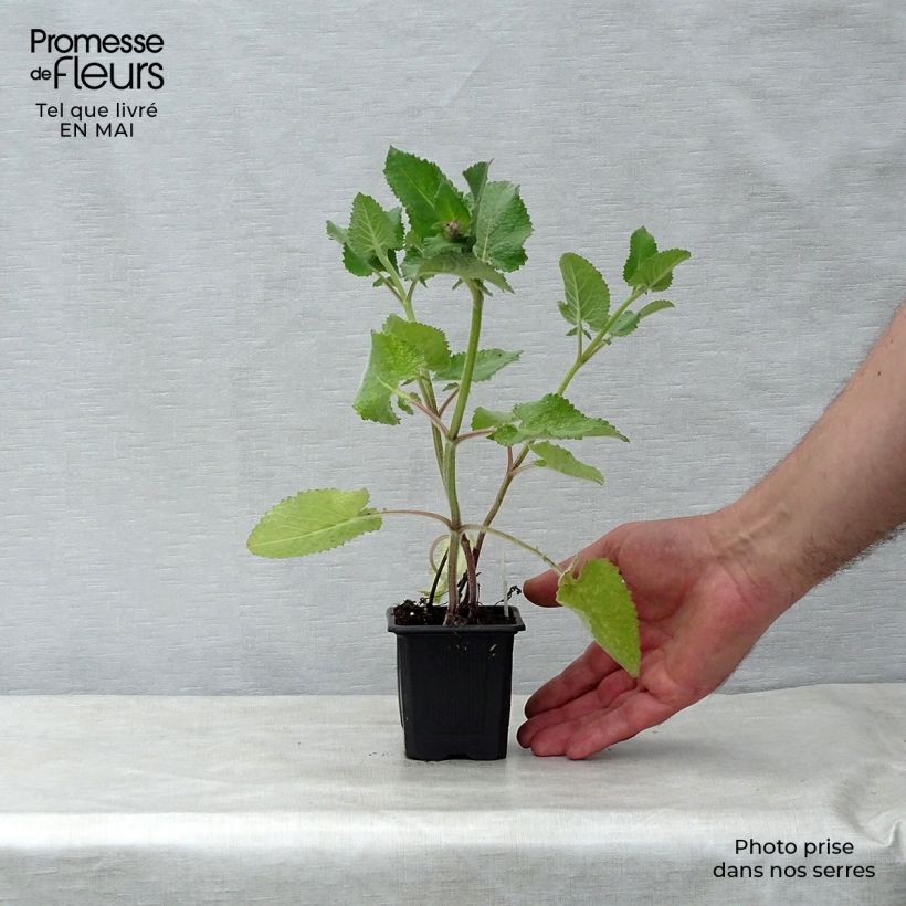 Spécimen de Sauge verticillée - Salvia verticillata Endless Love Godet de 8/9 cm tel que livré au printemps