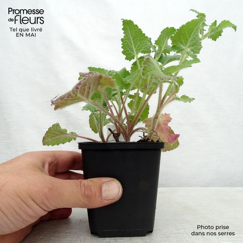 Spécimen de Sauge verticillée - Salvia verticillata Purple Rain Godet de 8/9 cm tel que livré au printemps