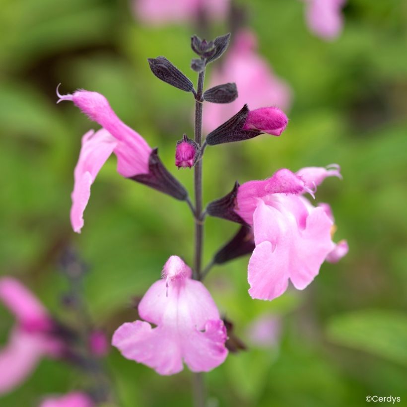 Sauge arbustive Malabar - Salvia jamensis (Floraison)