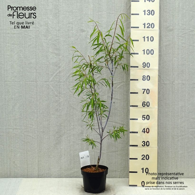 Spécimen de Saule - Salix acutifolia Blue Streak Pot de 3L/4L tel que livré au printemps