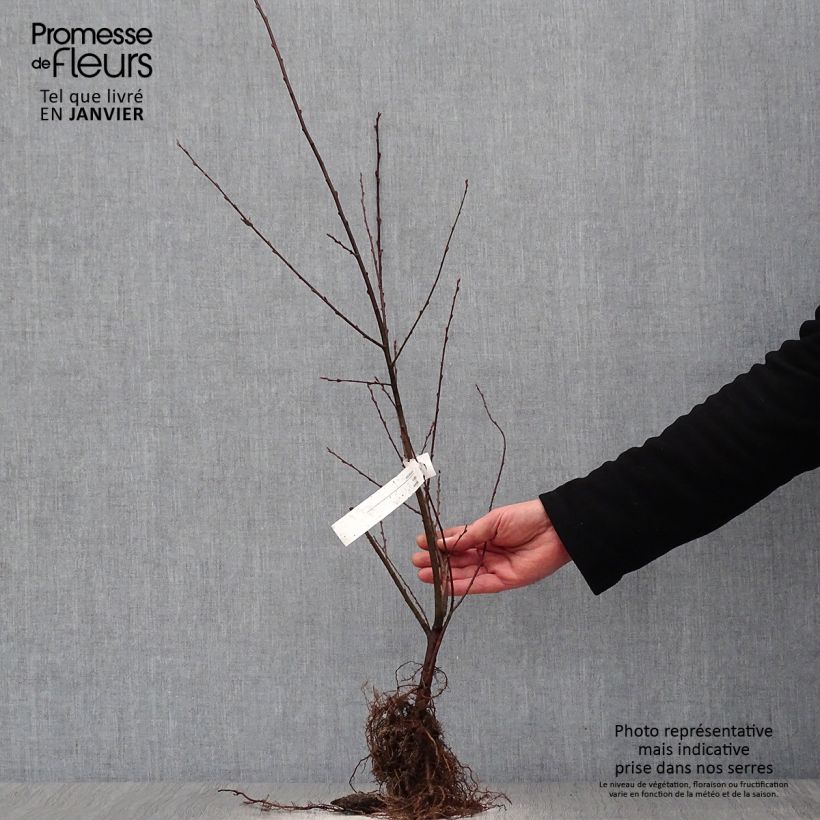 Spécimen de Saule à oreilles, Petit marsault - Salix aurita Racines nues, Buisson, Ramifié tel que livré en hiver