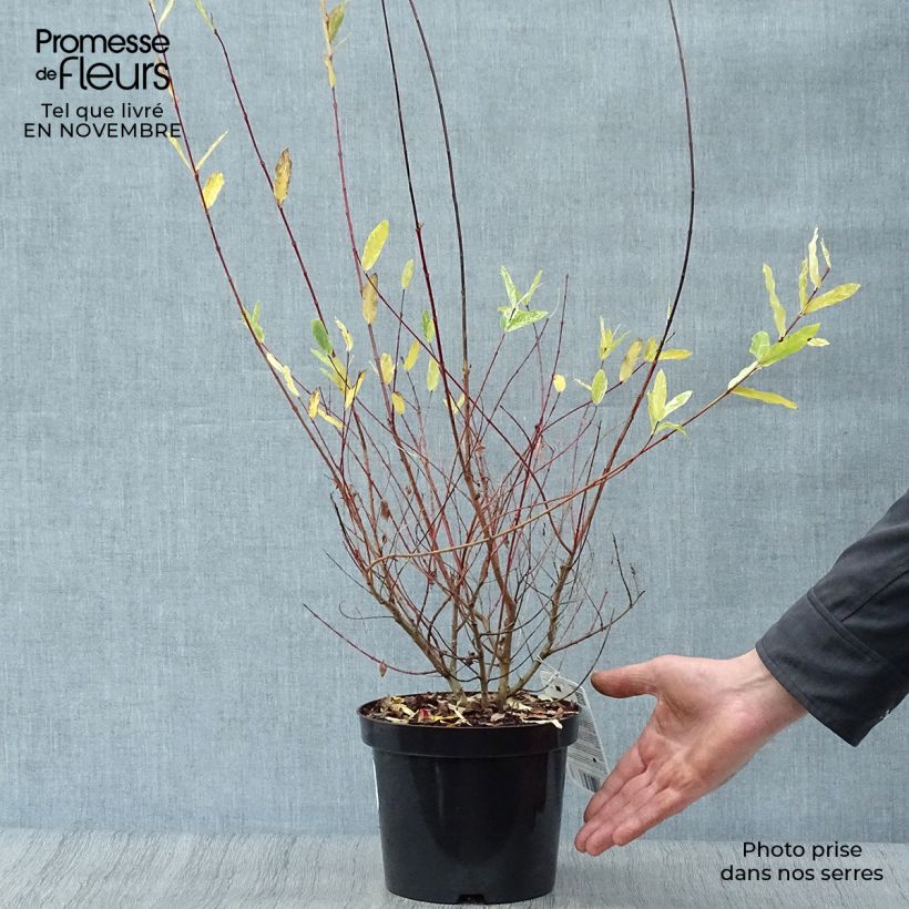 Spécimen de Saule crevette - Salix integra Hakuro Nishiki Pot de 2L/3L, Buisson tel que livré en automne