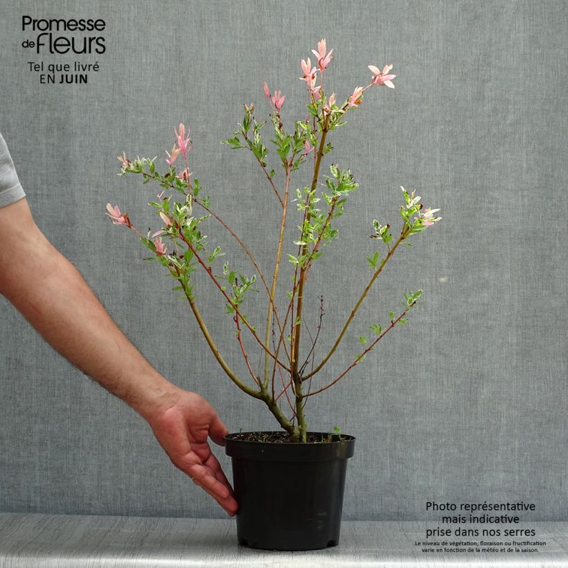 Spécimen de Saule crevette - Salix integra Hakuro Nishiki Pot de 2L/3L, Buisson, Touffe tel que livré en été