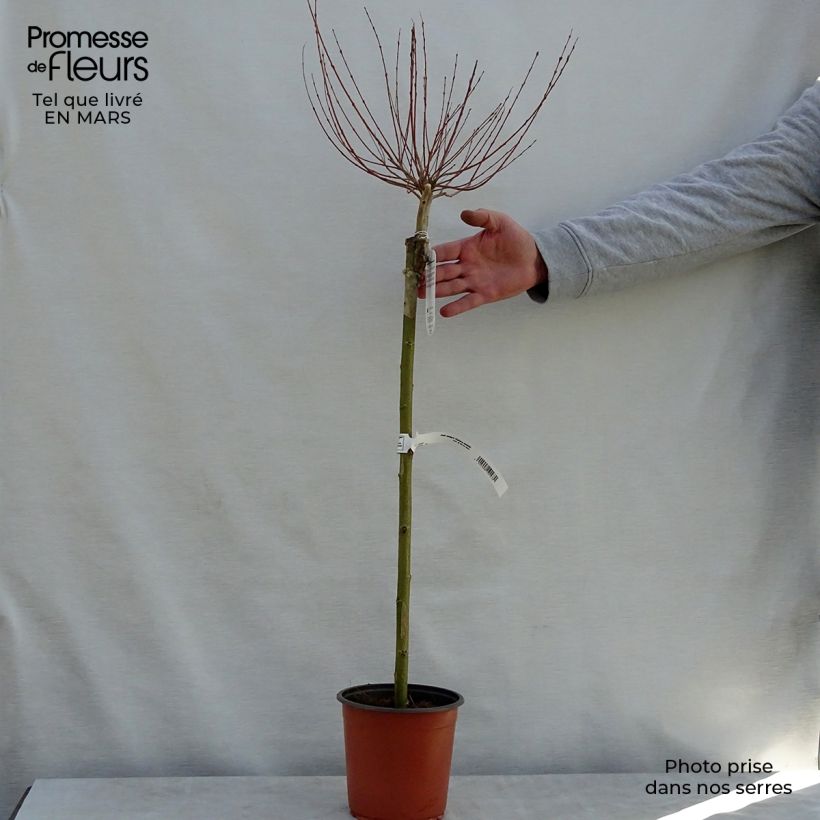 Example of Saule crevette - Salix integra Hakuro Nishiki Pot de 2L/3L, Tige, Tige de 60 cm as you get in printemps