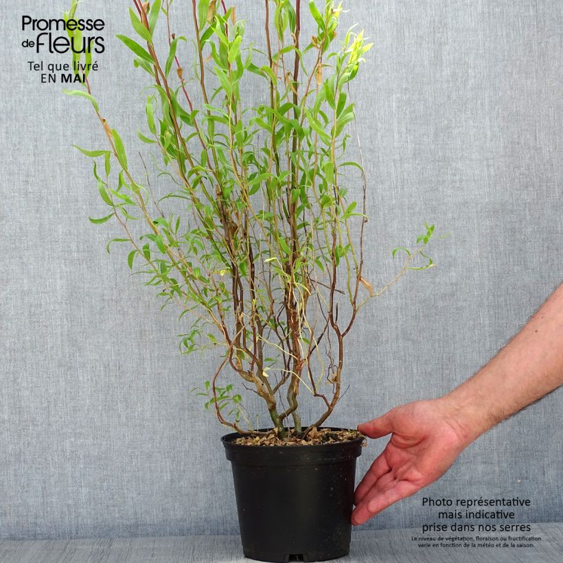 Spécimen de Saule de Pékin tortueux - Salix matsudana (babylonica) Tortuosa Pot de 2L/3L tel que livré au printemps