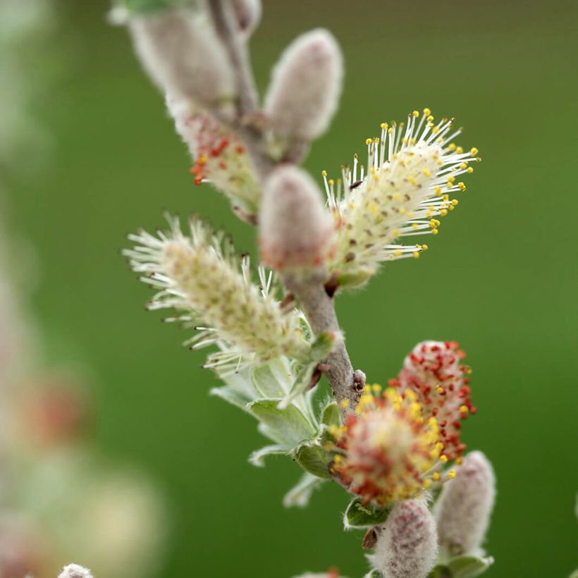 Saule tomenteux - Salix candida Iceberg Alley (Floraison)