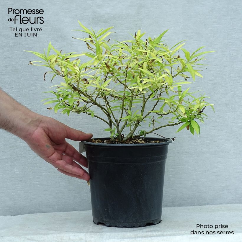Spécimen de Saule doré -  Salix sachalinensis Golden Sunshine Pot de 4L/5L tel que livré en été