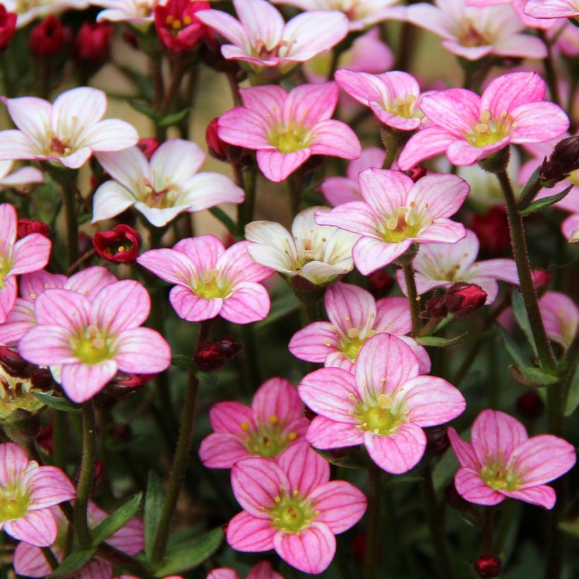 Saxifraga Irish - Saxifrage mousse (Flowering)
