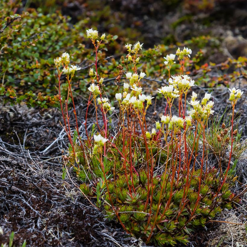 Saxifraga Irish - Saxifrage mousse (Plant habit)