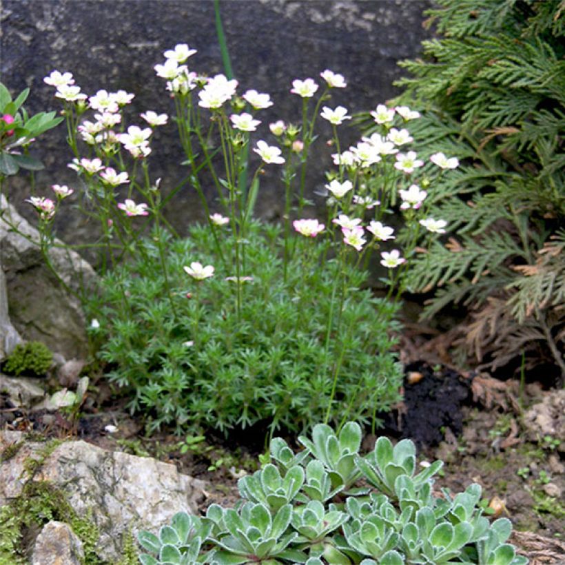 Saxifraga arendsii Adebar - Saxifrage mousse (Flowering)