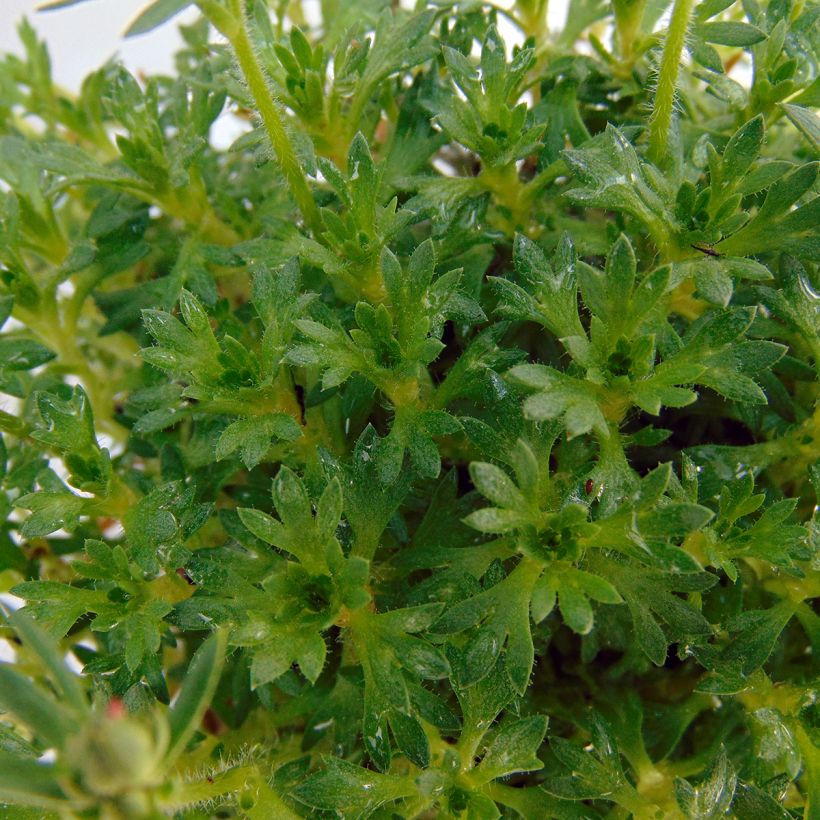Saxifraga arendsii Adebar - Saxifrage mousse (Foliage)
