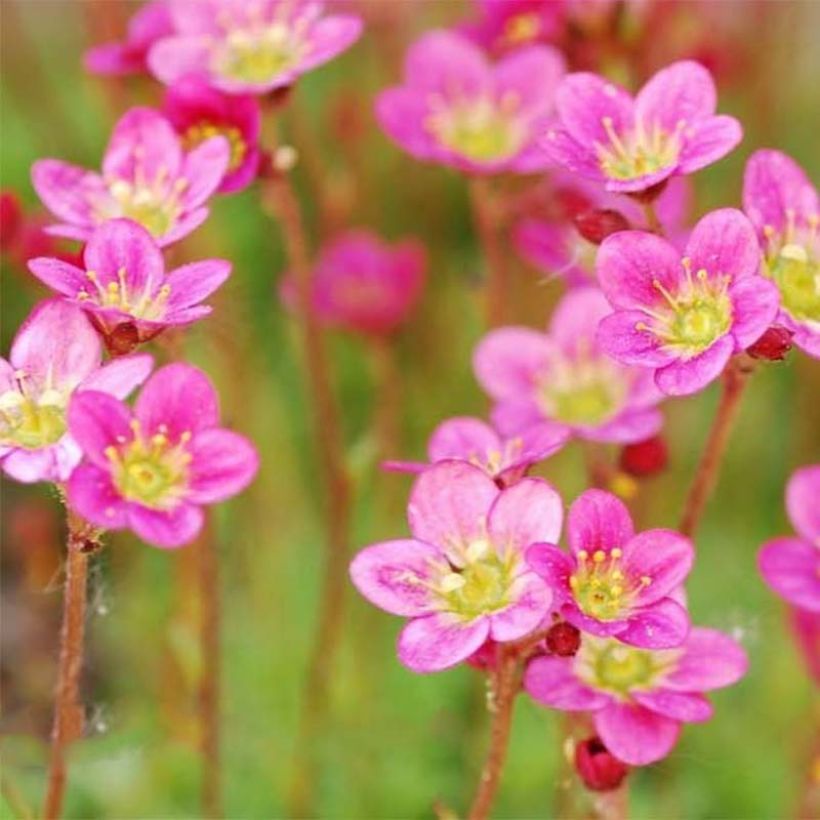 Saxifraga arendsii Purpurteppich - Saxifrage mousse (Flowering)