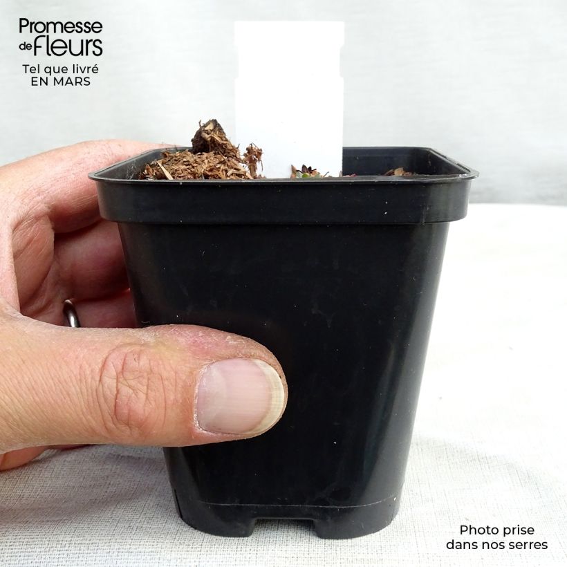 Example of Saxifraga arendsii Purpurteppich - Saxifrage mousse Godet de 8/9 cm as you get in printemps