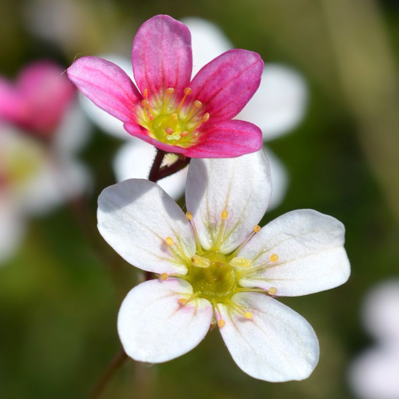Saxifraga arendsii Ware's Crimson - Saxifrage mousse (Flowering)